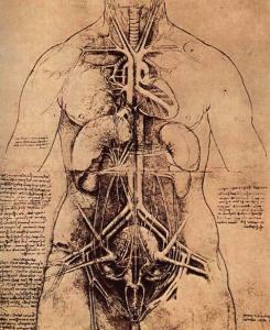 Leonardo da VInci, The principal organs and vascular and urino-genital systems of a woman